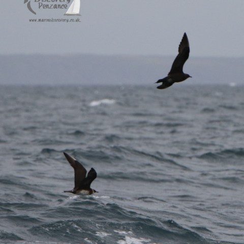 Arctic skuas