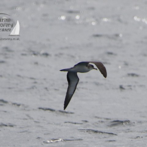 Cory's shearwater