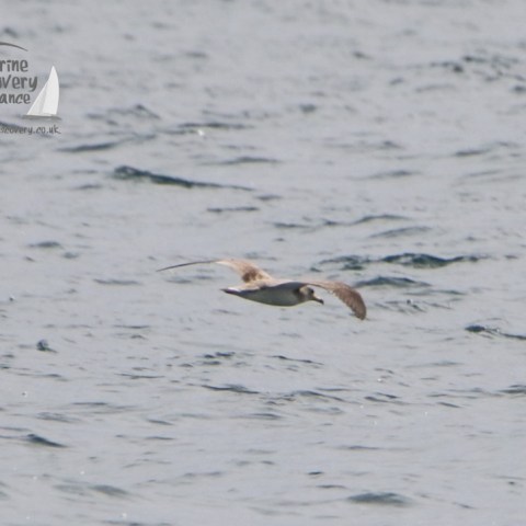 Cory's shearwater