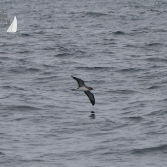 Cory's shearwater