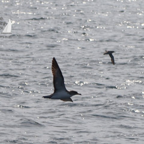 Cory's shearwater