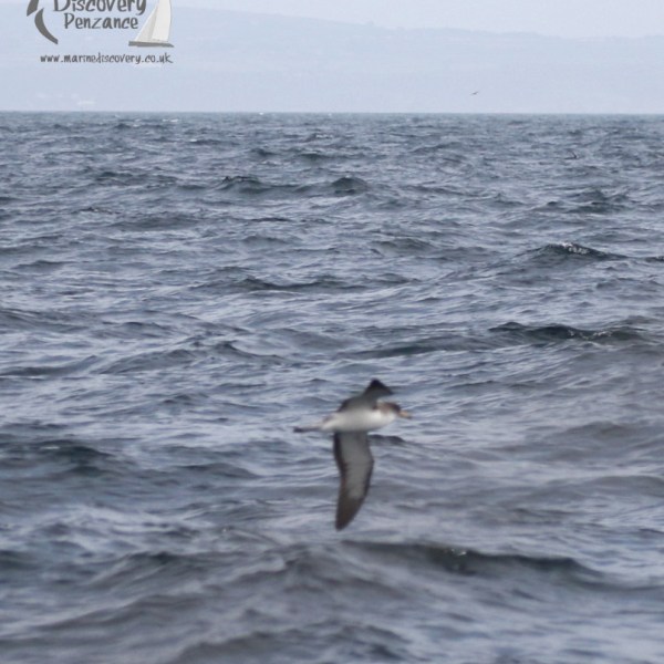 Cory's shearwater