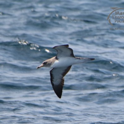 Cory's shearwater