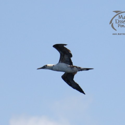 Gannet