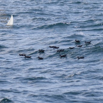 Manx shearwaters