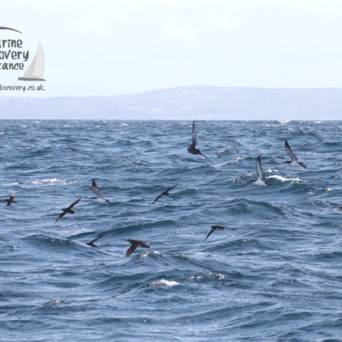 Manx shearwaters