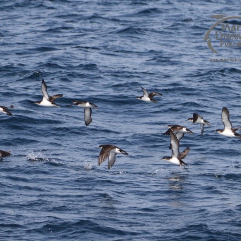 Manx shearwaters