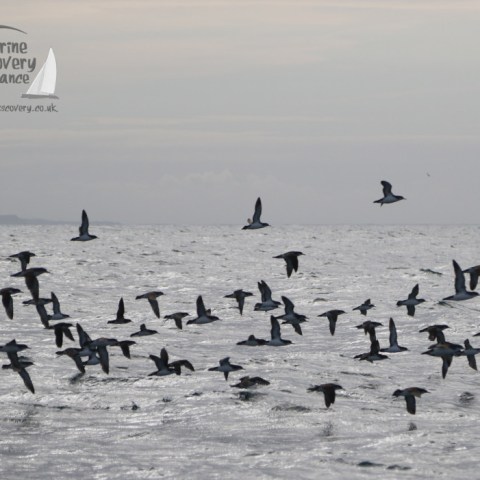 Manx shearwaters