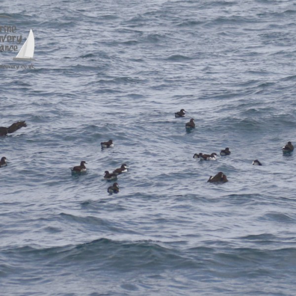 Manx shearwaters