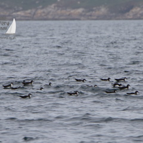 Manx shearwaters