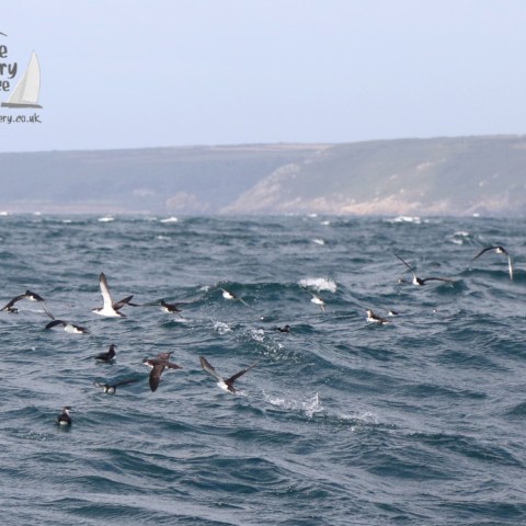 Manx shearwaters