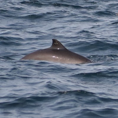 Porpoise