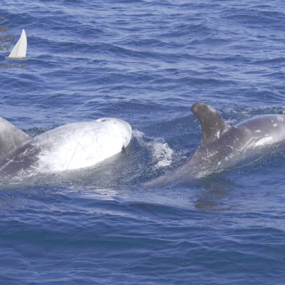 Risso's dolphins
