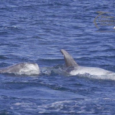 Risso's dolphins