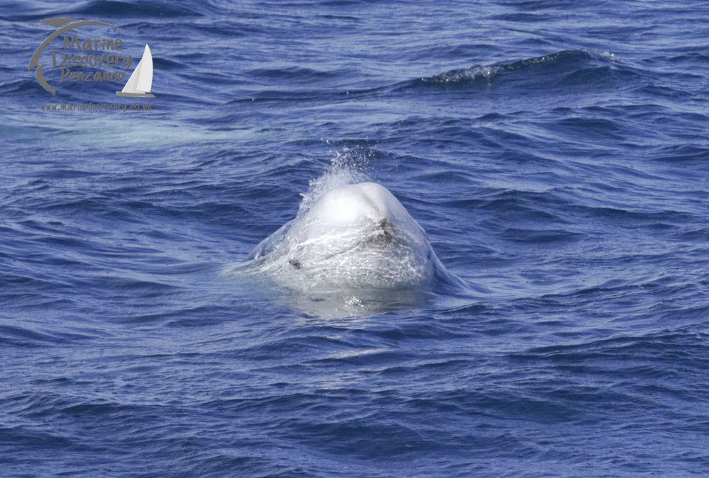 Risso's dolphin face