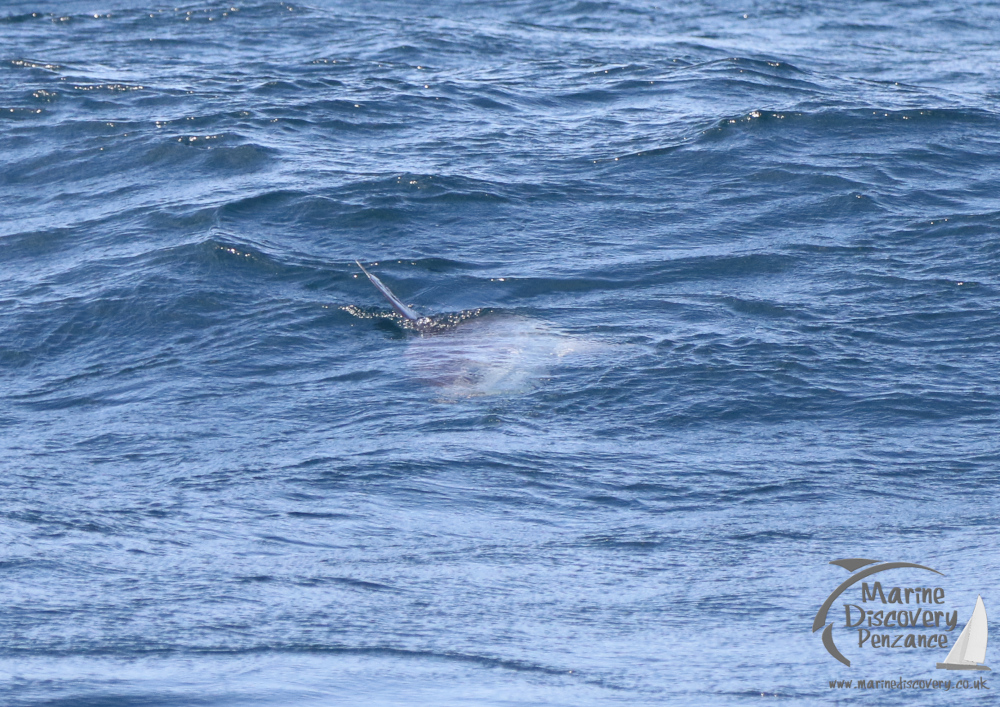 ocean sunfish