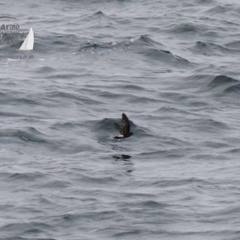 Wilson's petrel