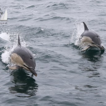 appearing common dolphins