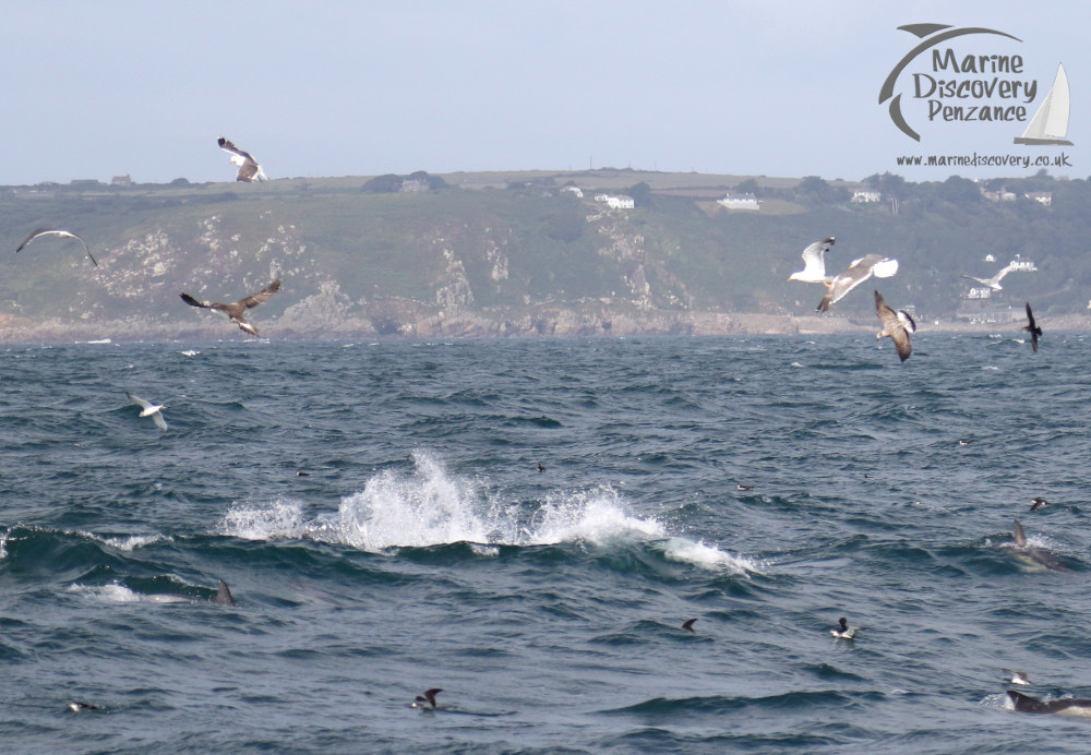 birds and tuna