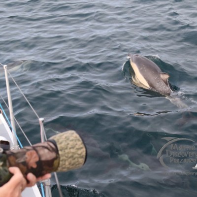 bowriding common dolphins