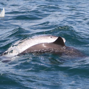 breaching porpoise