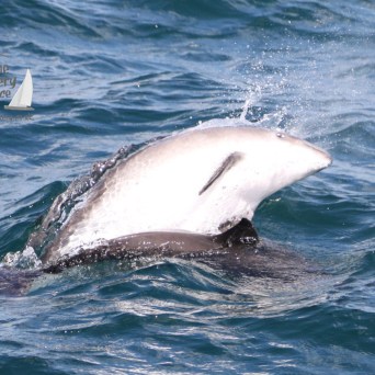 breaching porpoise