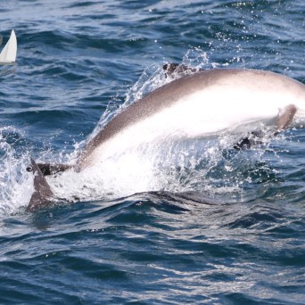 breaching porpoise
