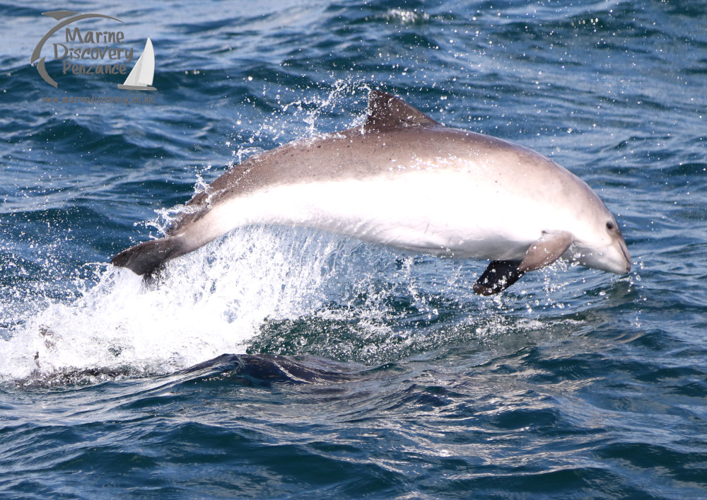 breaching porpoise