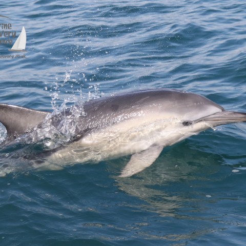 common dolphin