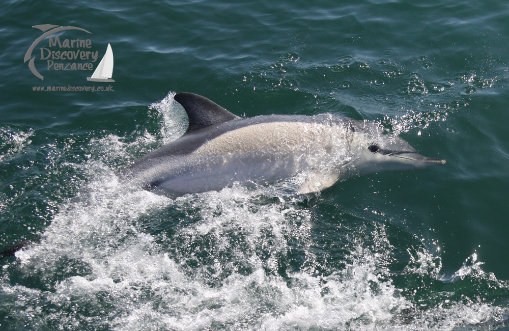 common dolphin