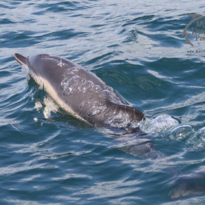 common dolphin