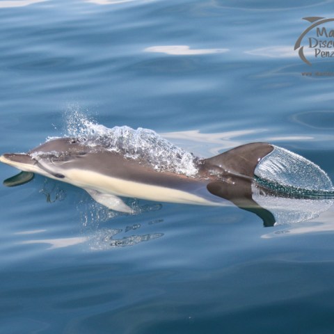 common dolphin