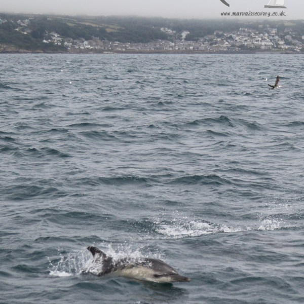 common dolphin