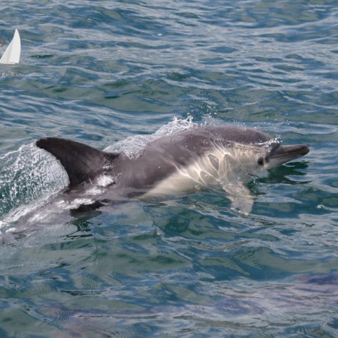 common dolphin