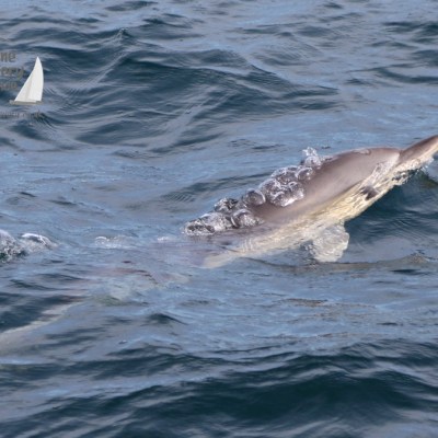 common dolphin