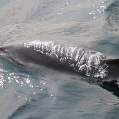 common dolphin
