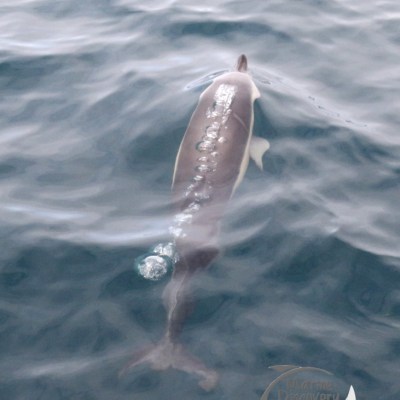 common dolphin bubbles