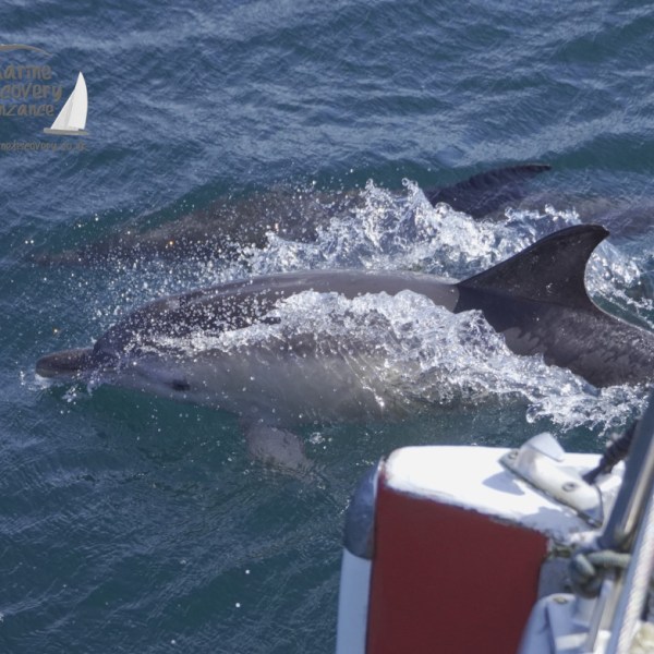 common dolphin