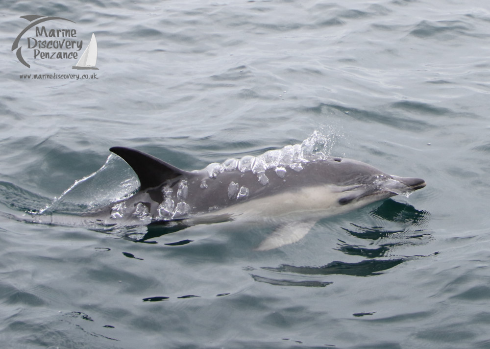 common dolphin