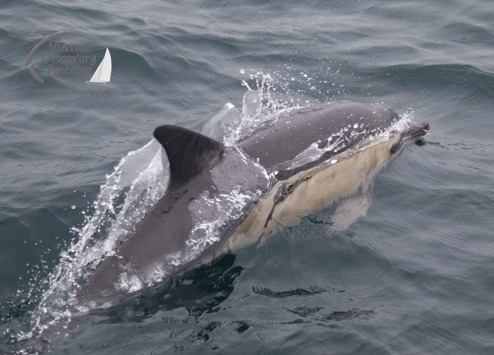 common dolphin