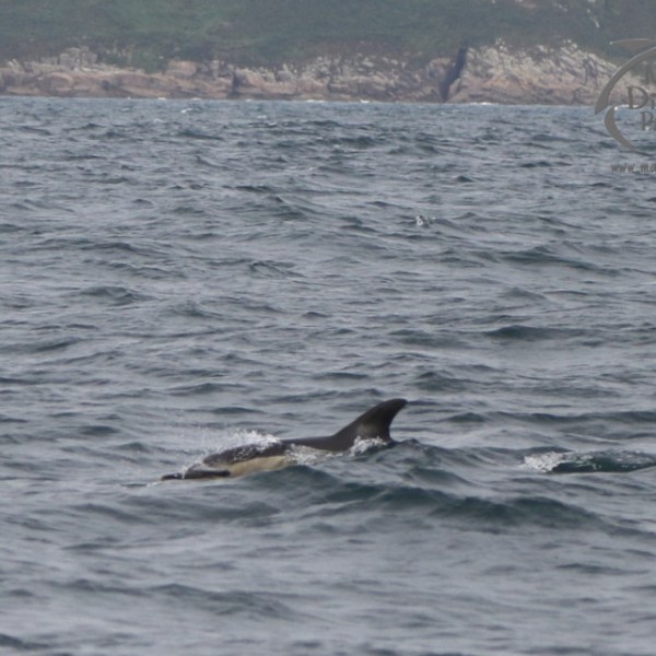 common dolphin