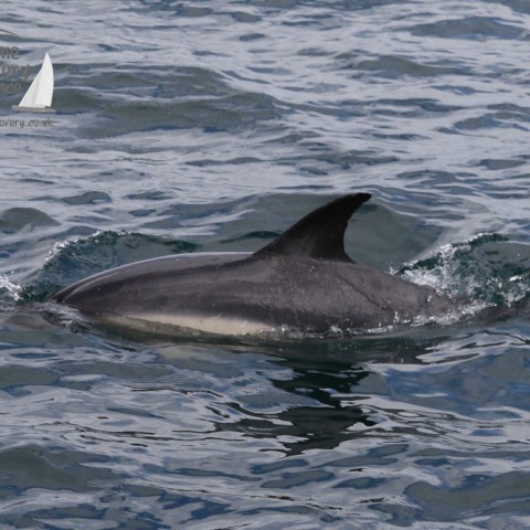 common dolphin