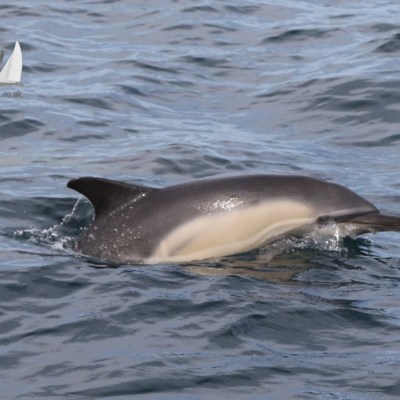 common dolphin