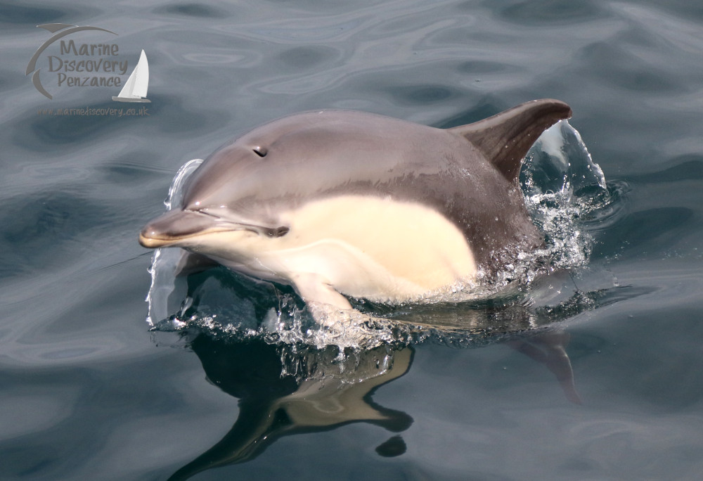 common dolphin