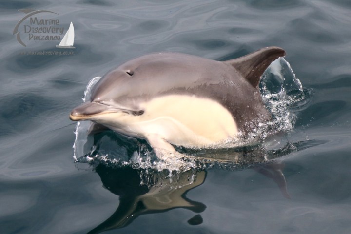 common dolphin