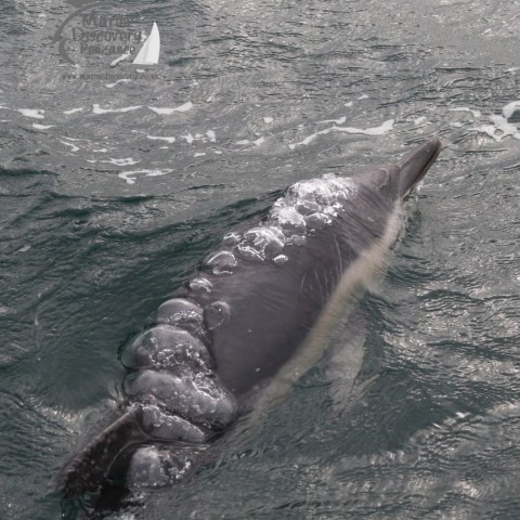 common dolphin