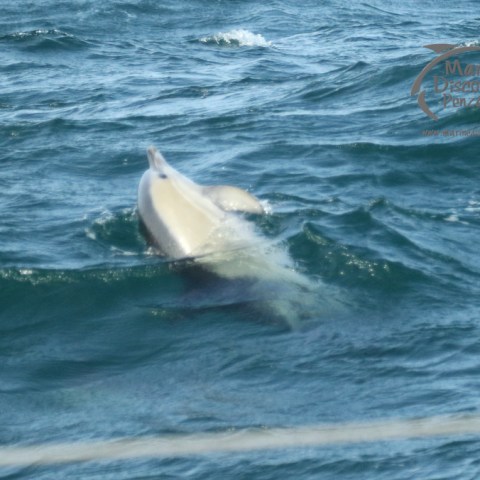 common dolphin