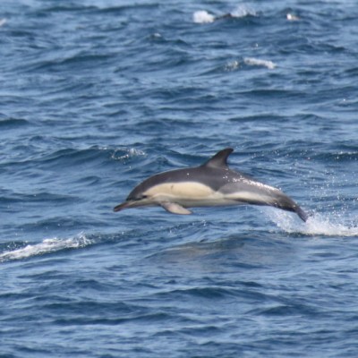 common dolphin