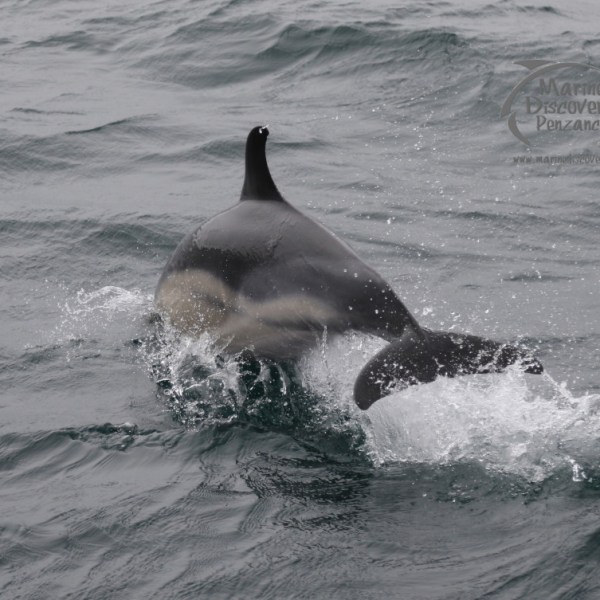 common dolphin