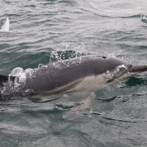common dolphin